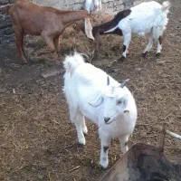 بز و بزغاله