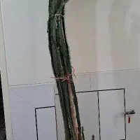 گل افوربیا