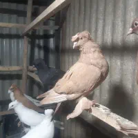 کبوتر راعبی