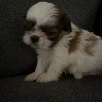 شیتزوسوپرفلت|سگ|رشت, گلسار|دیوار