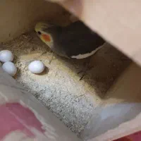 یک جفت عروس هلندی با ختم نطفه دار