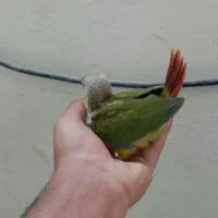 جوجه گرینچیک همه نژاد موجود دستی و سرلاکی امیدیه|پرنده|امیدیه, |دیوار