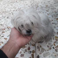 فروش ۴عددتوله پشمی ریز|سگ|داراب, |دیوار