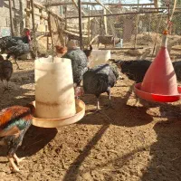 بوقلمون بالغ و خروس محلی|حیوانات مزرعه|شریف‌آباد, |دیوار