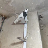 طوقی و اشعل سیاه|پرنده|شوشتر, |دیوار