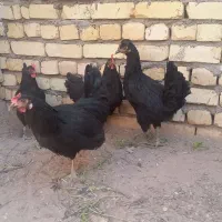 بوقلمون ومرغ وخروس|حیوانات مزرعه|کاشان, خلیج فارس|دیوار