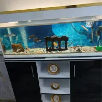 آکواریوم سالم|ماهی|نسیم‌شهر, |دیوار