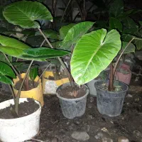 گل تزئینی(بابا آدم)|عمدهفروشی|ماسال, |دیوار