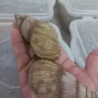 حلزون|خزنده|ماهان, |دیوار