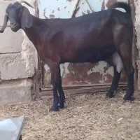 ۳بز شیری