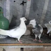 فروش کبوتر طوقی