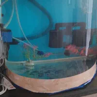 آکواریوم شیشه خم|ماهی|کرمانشاه, |دیوار