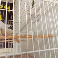 عروس هلندی|پرنده|مشهد, کوی المهدی|دیوار