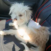 واگزاری توله شیتزوتریل۵ ماهه|سگ|قم, آذر (نکویی)|دیوار