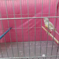 قناری ماده آماده