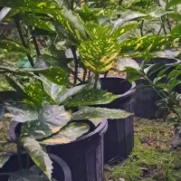 درختچه اکوبا|گل و گیاه طبیعی|رودسر, |دیوار