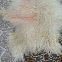 پوست بره|صنایع دستی و سایر لوازم تزئینی|اندیمشک, |دیوار