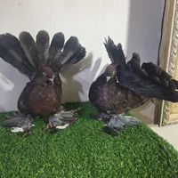 دمچتری امریکایی|پرنده|اصفهان, دهنو (محمدآباد)|دیوار