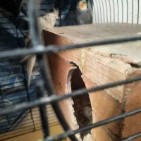 یک جفت عروس هلندی|پرنده|تهران, شکوفه (عبدل آباد)|دیوار