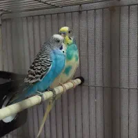 مرغ عشق با قفس و تجهیزات