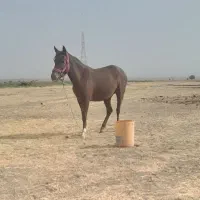 اسب مادیون
