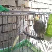 عروس هلندی|پرنده|اهواز, کوی باهنر|دیوار