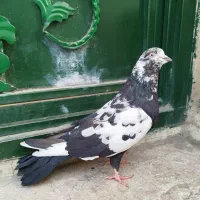 کبوتر پرشی گرفتنی 6عدد یجایی