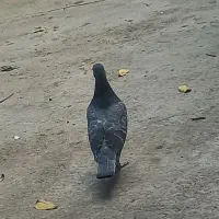 کفتر|پرنده|املش, |دیوار