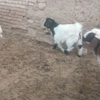 بزغاله ماده|حیوانات مزرعه|درمیان, |دیوار