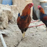 خروس|حیوانات مزرعه|برازجان, |دیوار