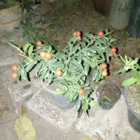گل گیاه|گل و گیاه طبیعی|سبزوار, پیروزی|دیوار