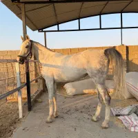 فروش مادیان ۶ ساله دره شور