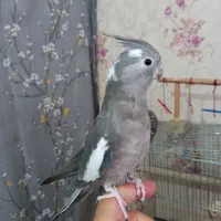 عروس ماده وایت فیس