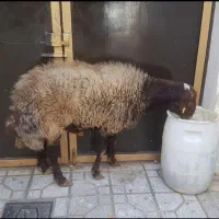 گوسفند زنده گوسفند خونی|حیوانات مزرعه|مشهد, هفده شهریور|دیوار