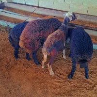 بره های قزل افشاری اصل مخصوص پرواری(گوسفند|حیوانات مزرعه|گنبد کاووس, |دیوار