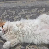 گربه ترکیش|گربه|بندرعباس, |دیوار