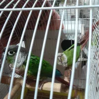 ،عروس هلندی،گرینچیک،قناری