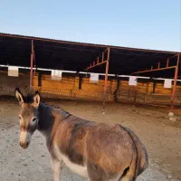 خر ماده|حیوانات مزرعه|جهرم, |دیوار