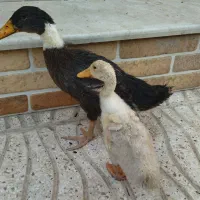 اردک