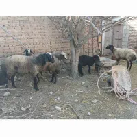 گوسفند ژن دار اصلاح نژاد