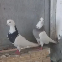 فروش یا معاوضه