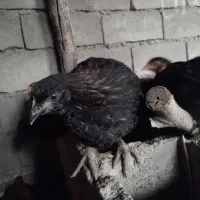 بلک استار و گلپایگان اصلاح *