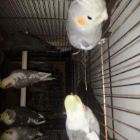 11 عدد عروس هلندی|پرنده|توکهور, |دیوار