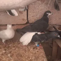 کبوتر خوشرنگ تک ۴۰۰|پرنده|بوئین زهرا, |دیوار