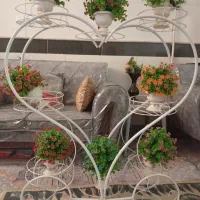 استندگل|گل و گیاه طبیعی|قم, امامزاده ابراهیم|دیوار