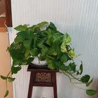 گل طبیعی پتوس و سایر وسایل.