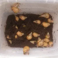 فروش حلزون خانگی