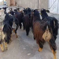 بزغاله شیر کن  درجه یک