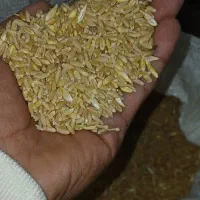 ۲تن گندم بکراس|خوردنی و آشامیدنی|کرمان, |دیوار