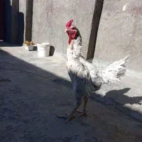 مرغ و خروس لاری